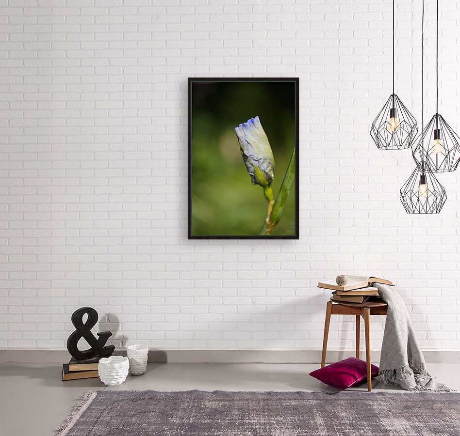 Iris Bud Flower Moon Reproduction