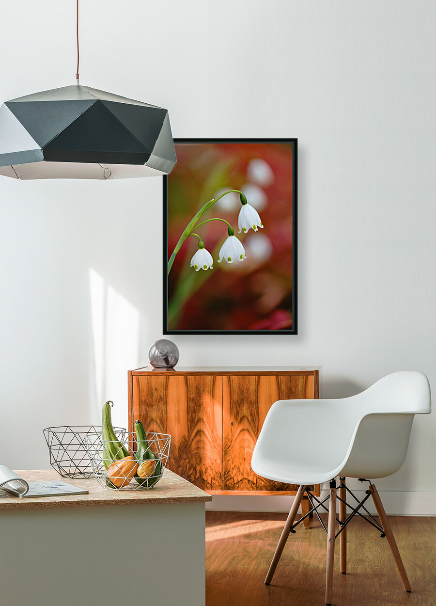 Snowdrop Flowers Echo Spring Reproduction