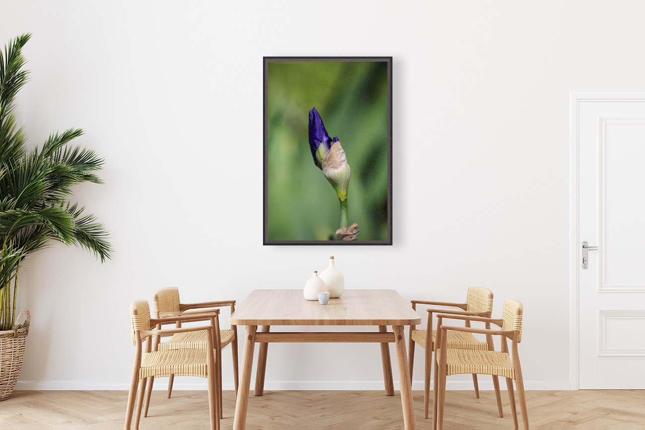  Blue Iris Bud Doubles Reproduction