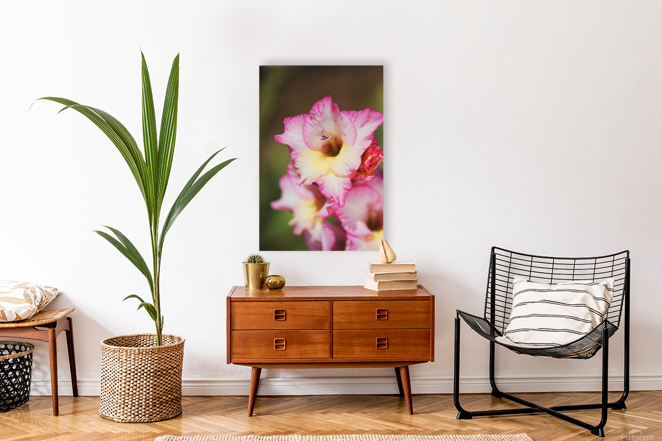The Sword Lily Reproduction