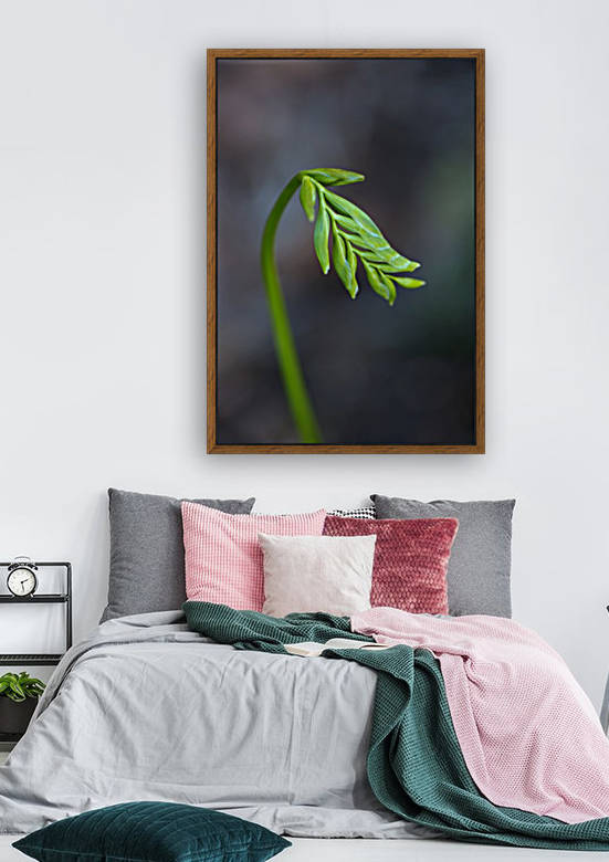 Freesia Waking Up by Joy Watson