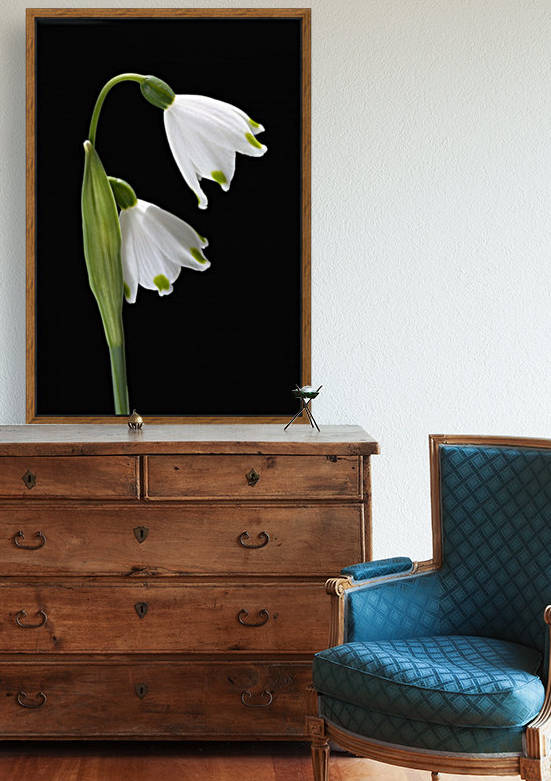 Spring Snowdrop Flowers by Joy Watson