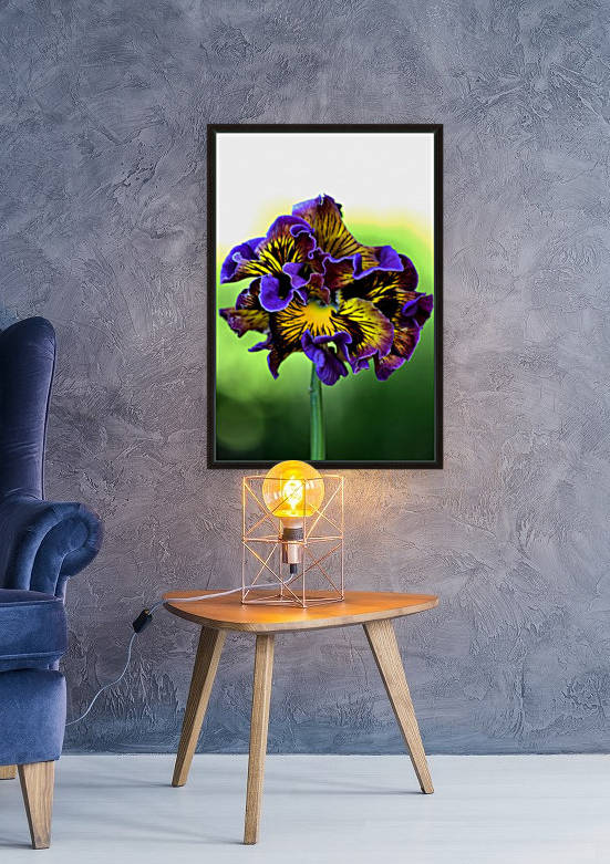 Lacy Pansy by Joy Watson