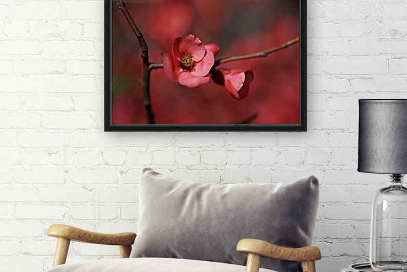 Flowering Quince by Joy Watson