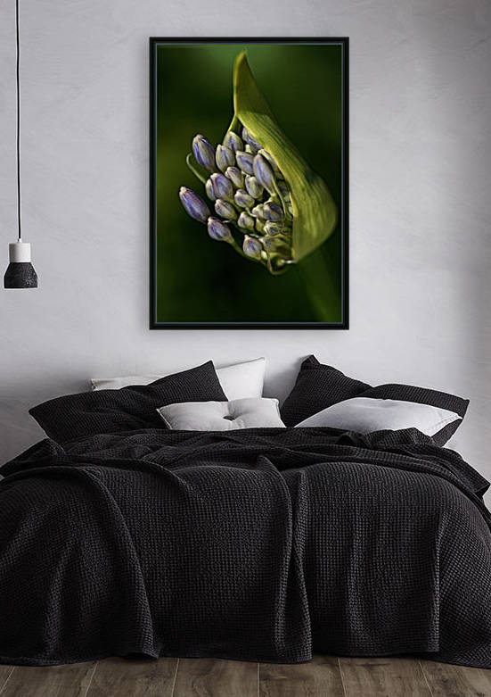 Agapanthus Starting Life by Joy Watson