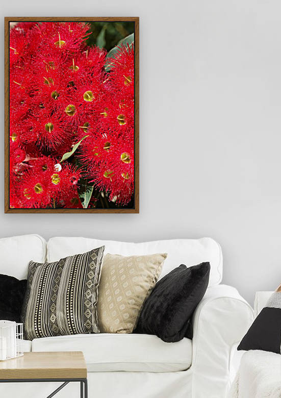Australian Native Eucalyptus by Joy Watson