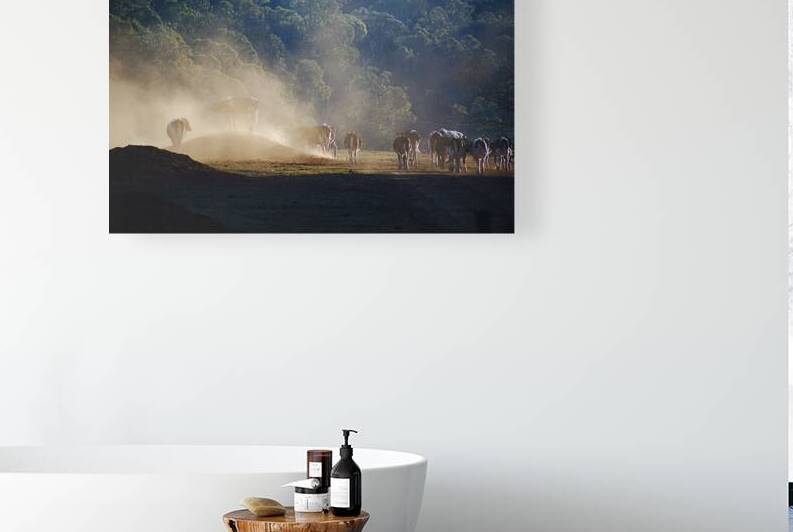 Cows Lining Up To Play Together by Joy Watson