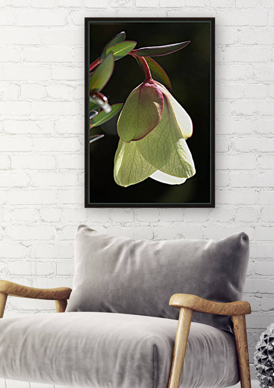 Qualup Bell Flower Reproduction