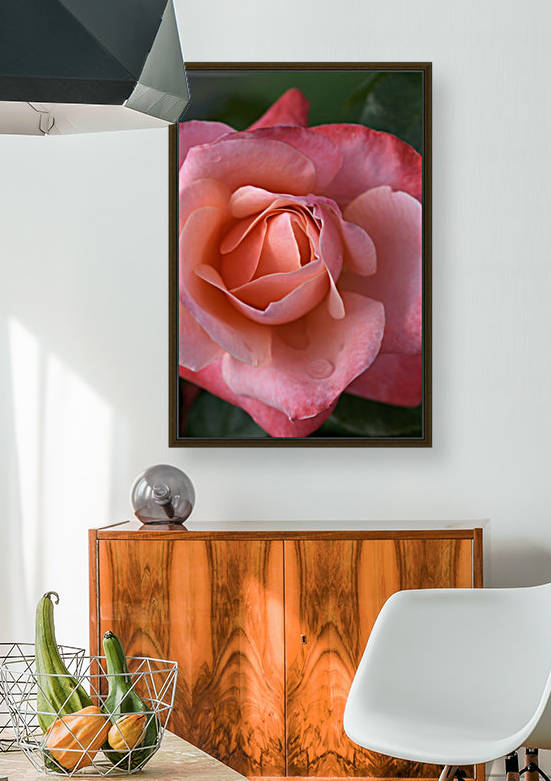 Pink and Apricot Rose by Joy Watson