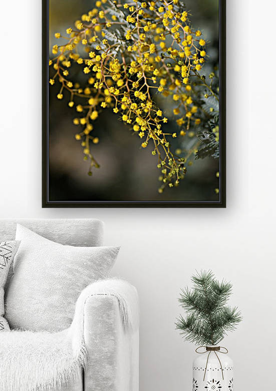 Wattle Trees Lace by Joy Watson