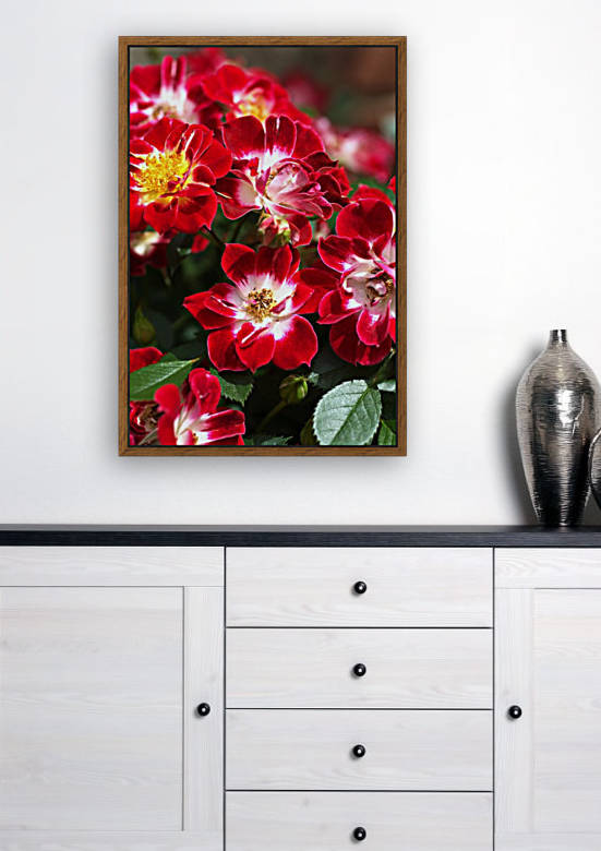 Carpet Roses by Joy Watson
