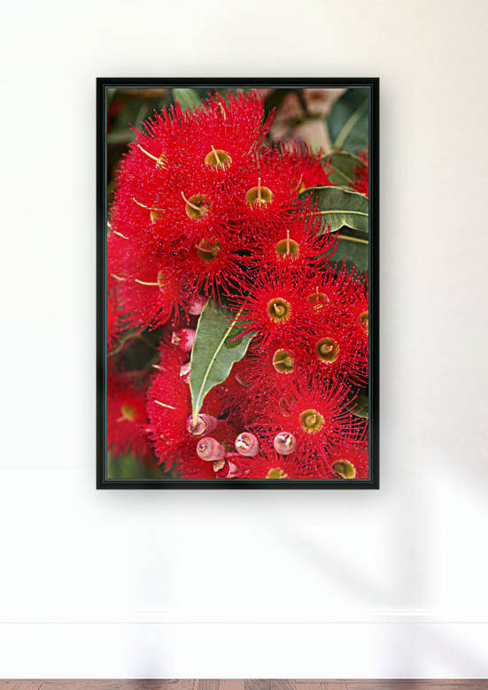 Red Eucalyptus Flowers by Joy Watson