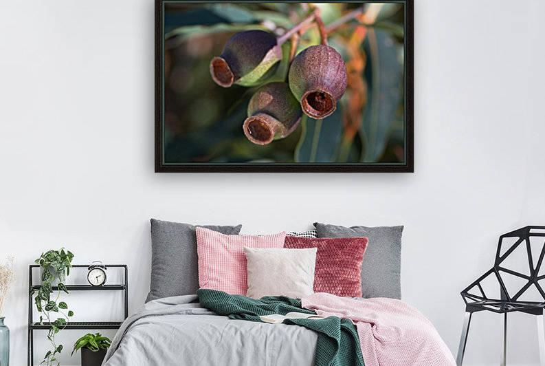 Gum Nuts  by Joy Watson