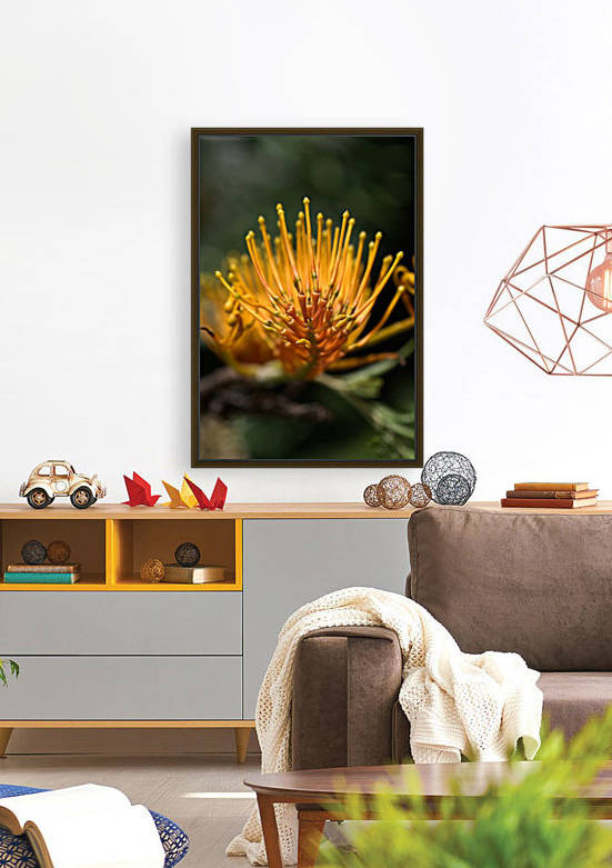 Grevillea Robusta by Joy Watson