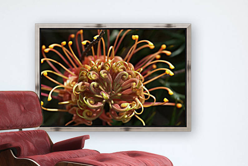 Grevillea Superb by Joy Watson