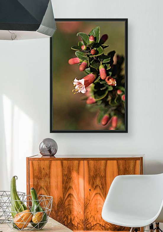 Australian Fuchsia by Joy Watson