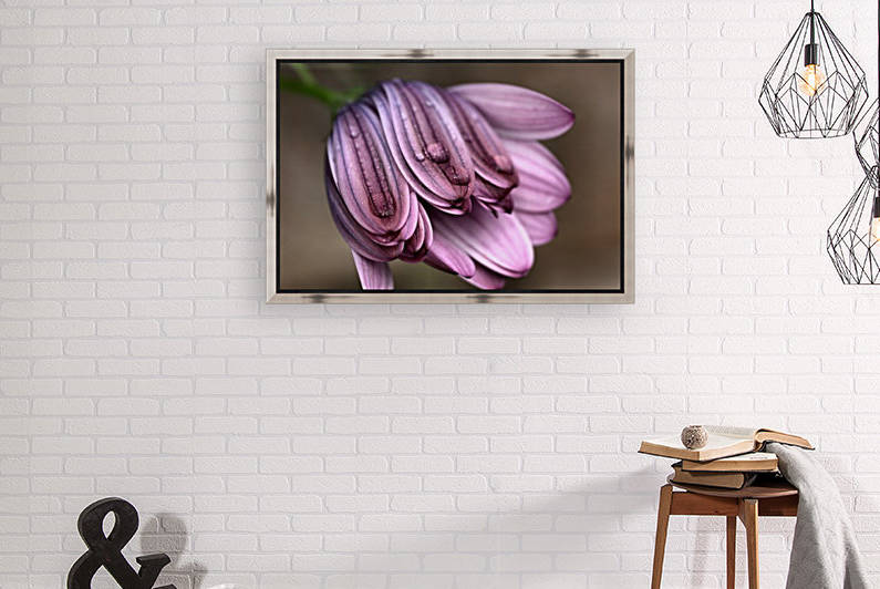 Pinks Of Daisy by Joy Watson