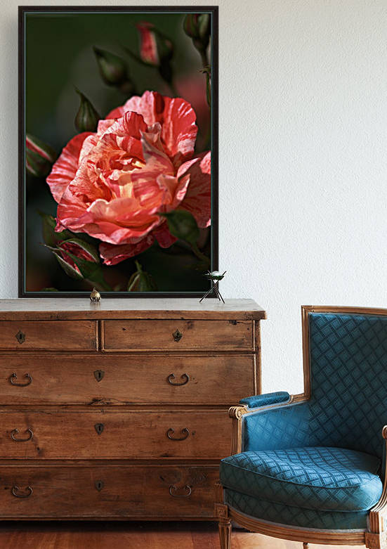 Tri Toned Rose by Joy Watson