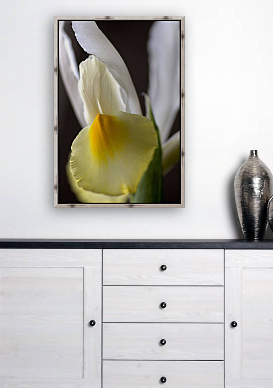 Iris Yellow And White Reproduction