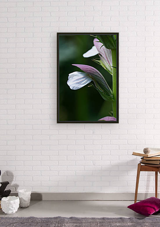 Oyster Plant flower by Joy Watson