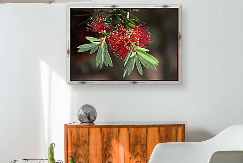 Bottlebrush Flower by Joy Watson