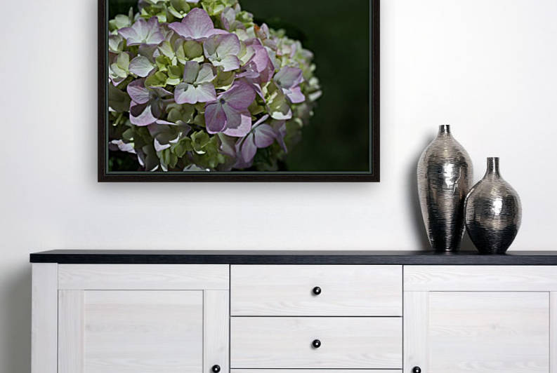 Hydrangea Flower by Joy Watson