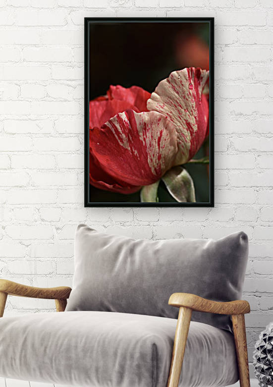 Grimald Bush Rose by Joy Watson