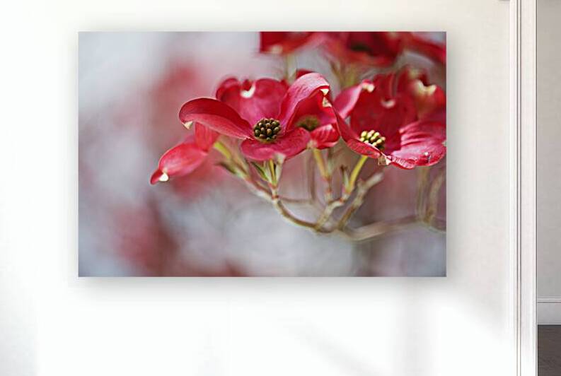 Soft Flowering Dogwoods by Joy Watson