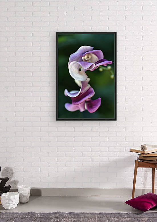 Corkscrew Vine Flower by Joy Watson