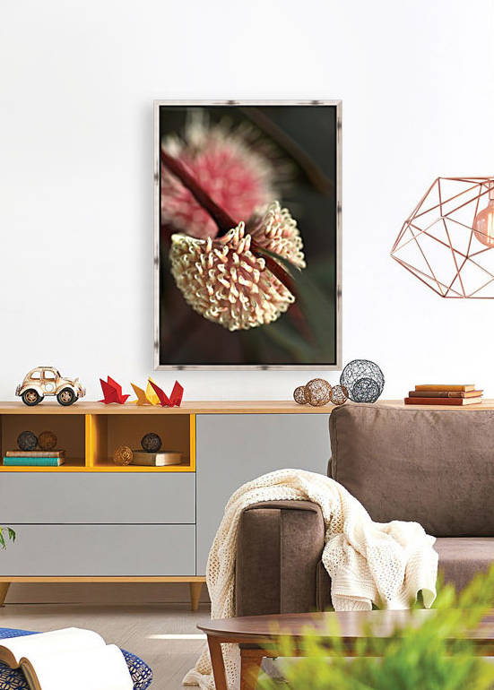 Hakea Flower by Joy Watson