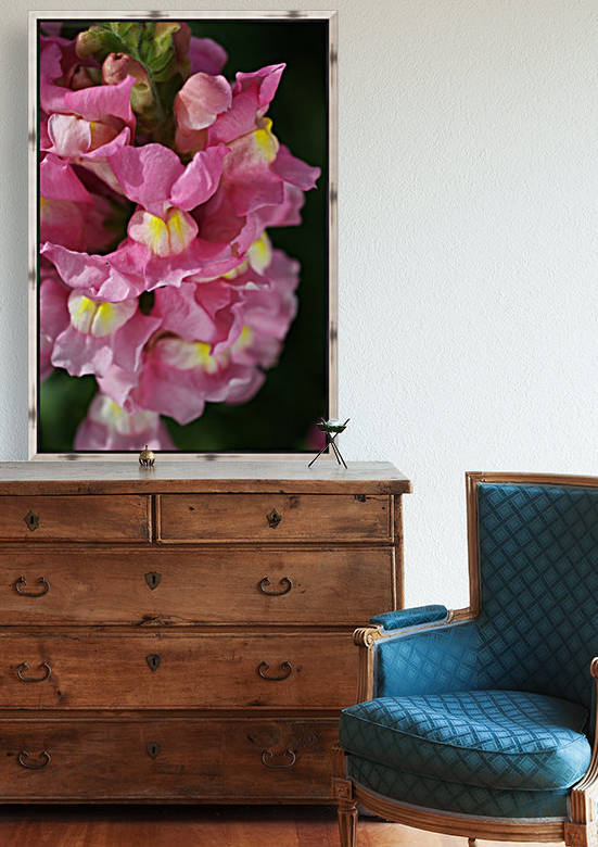Snapdragon Pink by Joy Watson