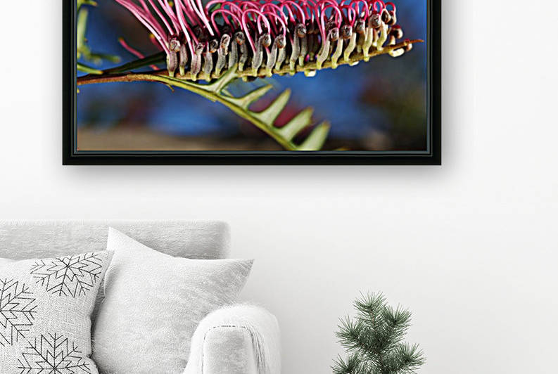 Diving Grevillea Flower by Joy Watson