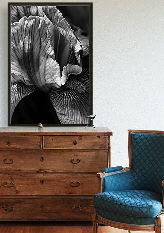 Iris In Black And White by Joy Watson