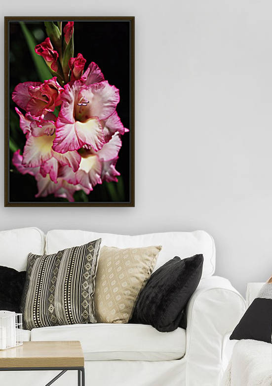 Gladiolus Of Pink by Joy Watson