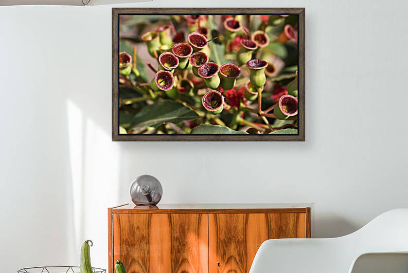 Gum Nuts Of Plenty by Joy Watson