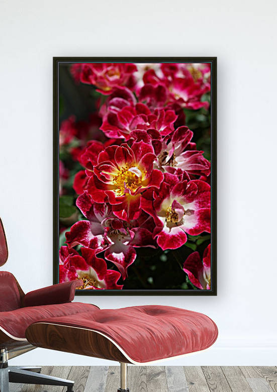 Carpet Roses Of Red by Joy Watson