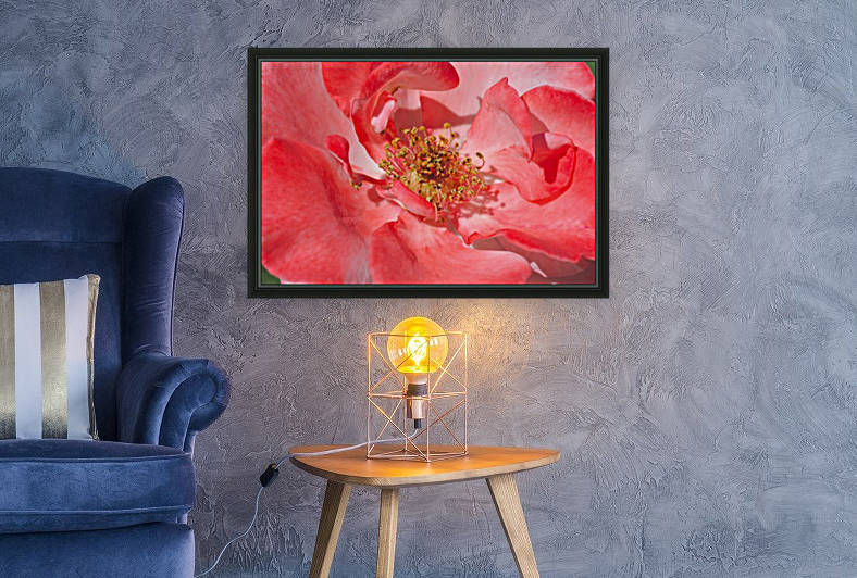 Red Rose Middle Reproduction