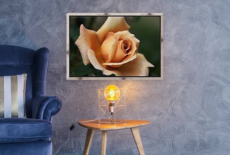 Julias Rose by Joy Watson