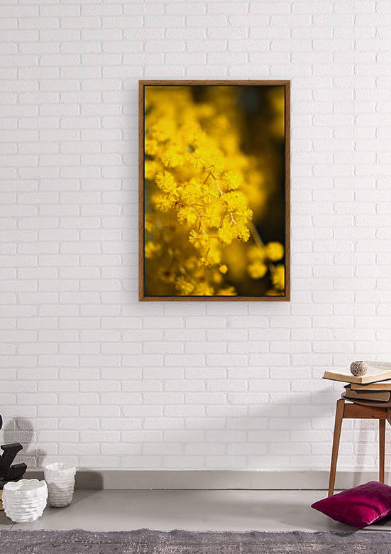 Wattle Tree Flowers by Joy Watson
