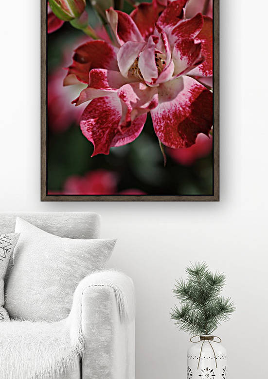 Carpet Roses Red by Joy Watson