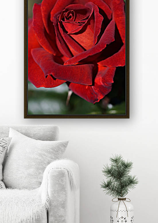 Hot Chocolate Rose Reproduction