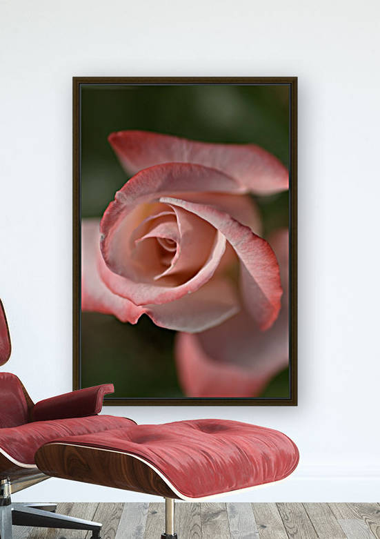 Apricot Rose by Joy Watson