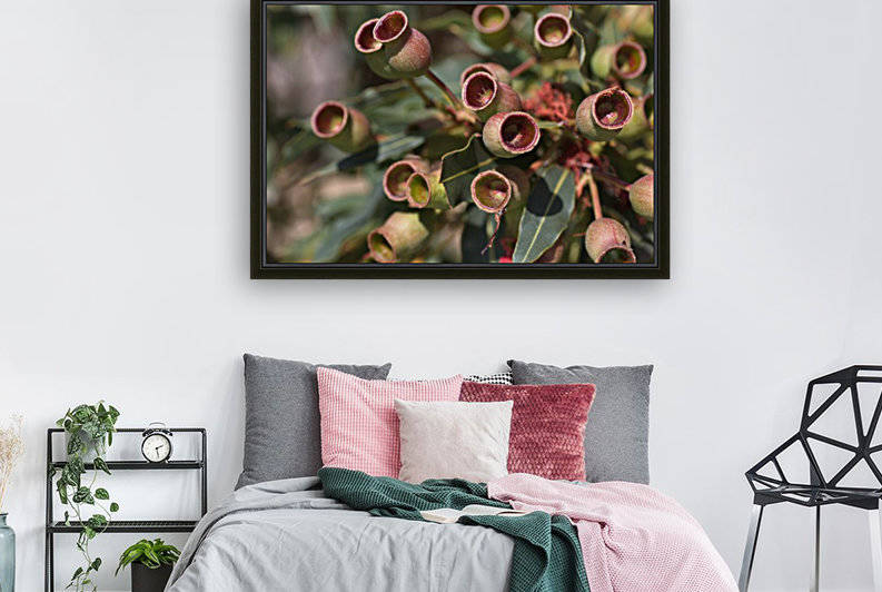 Australian Gum Nuts by Joy Watson