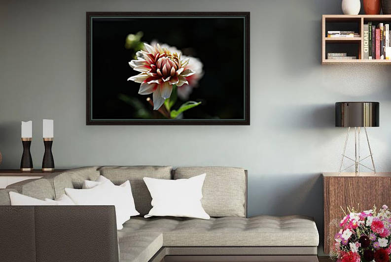 Dahlia Delight Reproduction