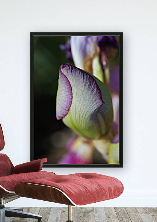 Purple Iris Bud by Joy Watson
