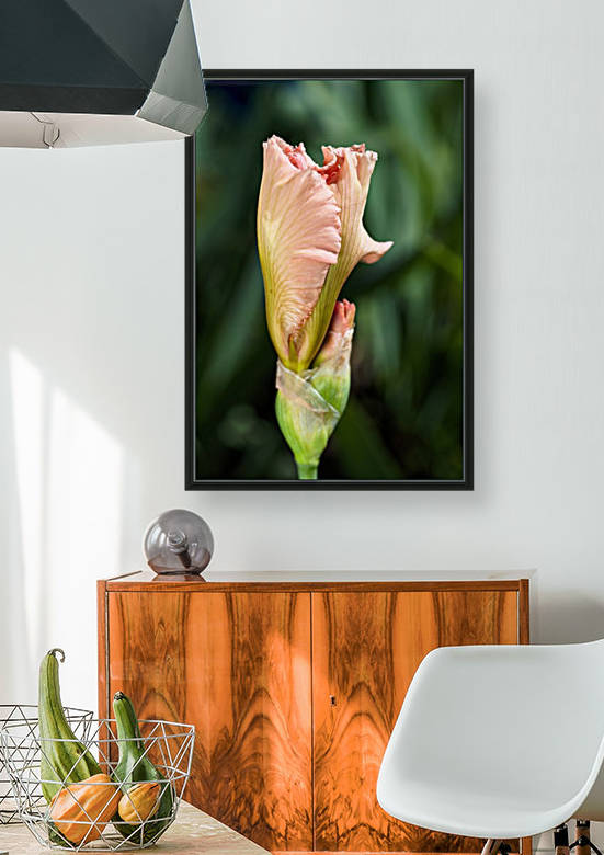Peach Iris Bud by Joy Watson