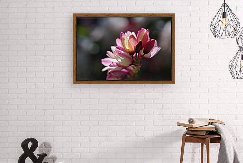Ixia Flower by Joy Watson