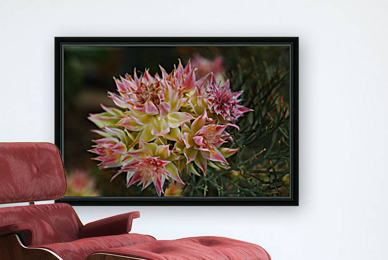 Small Protea Flowers by Joy Watson