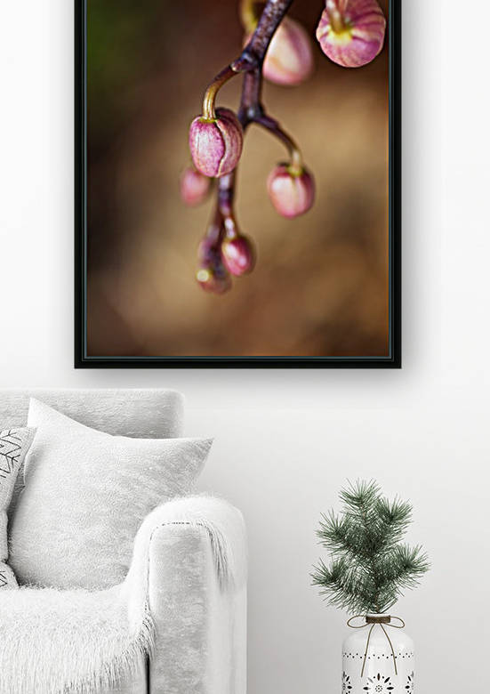 Orchid Buds Reproduction