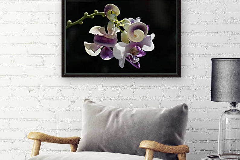 Corkscrew Flower by Joy Watson